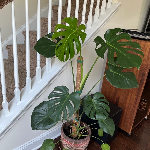 Meet your Posher, Rocco - Picture 3 of 12